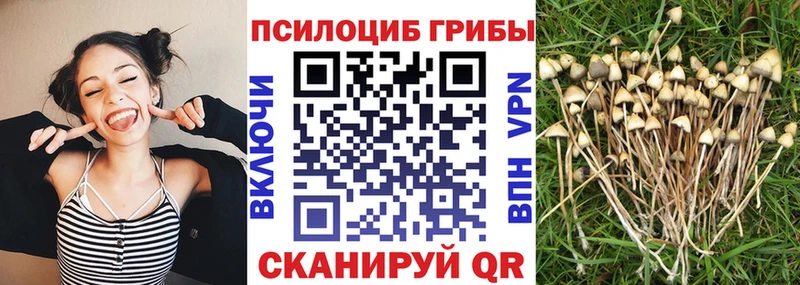 Купить где  Приморск  Псилоцибиновые грибы Cubensis 